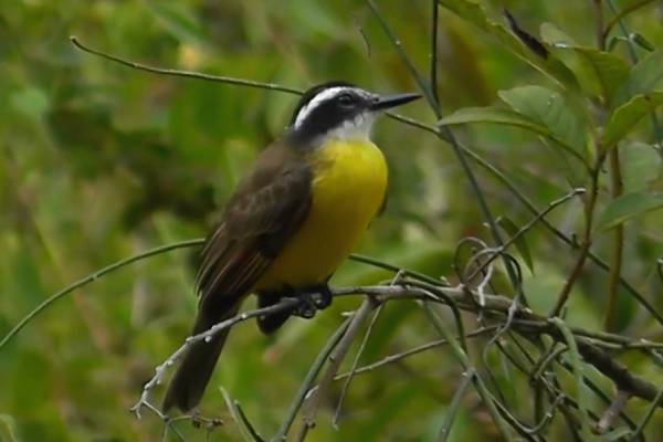 avistamiento de aves - Acacías
