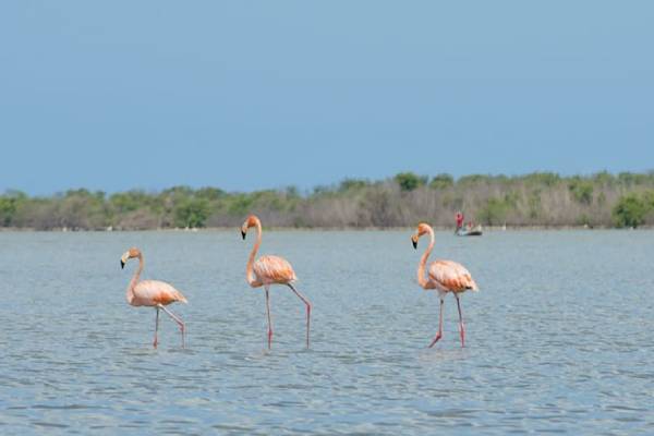 santuario los flamencos - Palomino